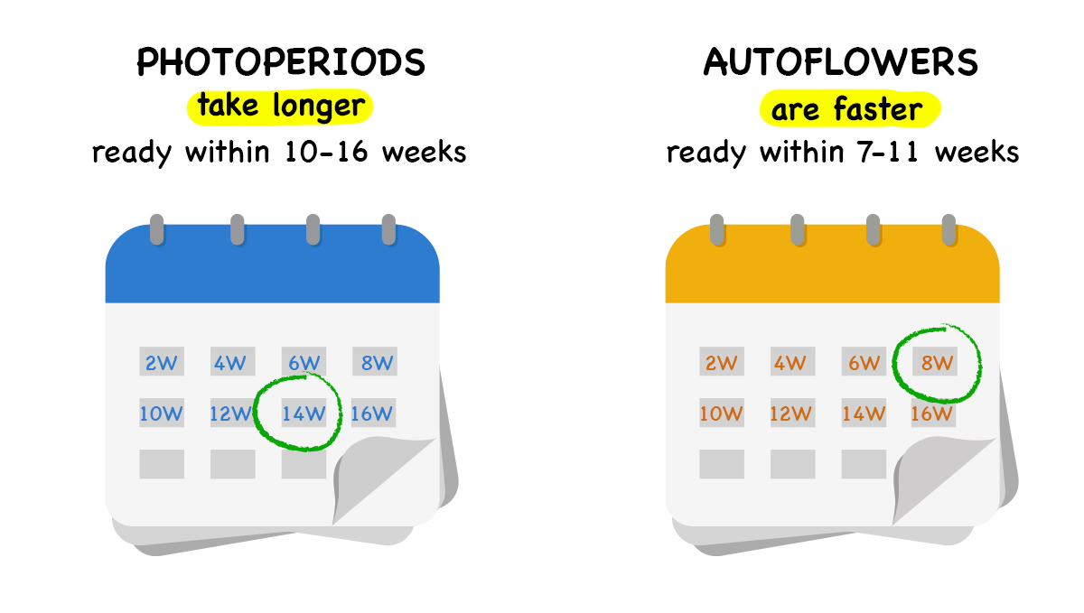 Fotoperiódicas vs autoflorecientes: tiempo de semilla a cosecha Fotoperiódicas vs autoflorecientes: tiempo de semilla a cosecha