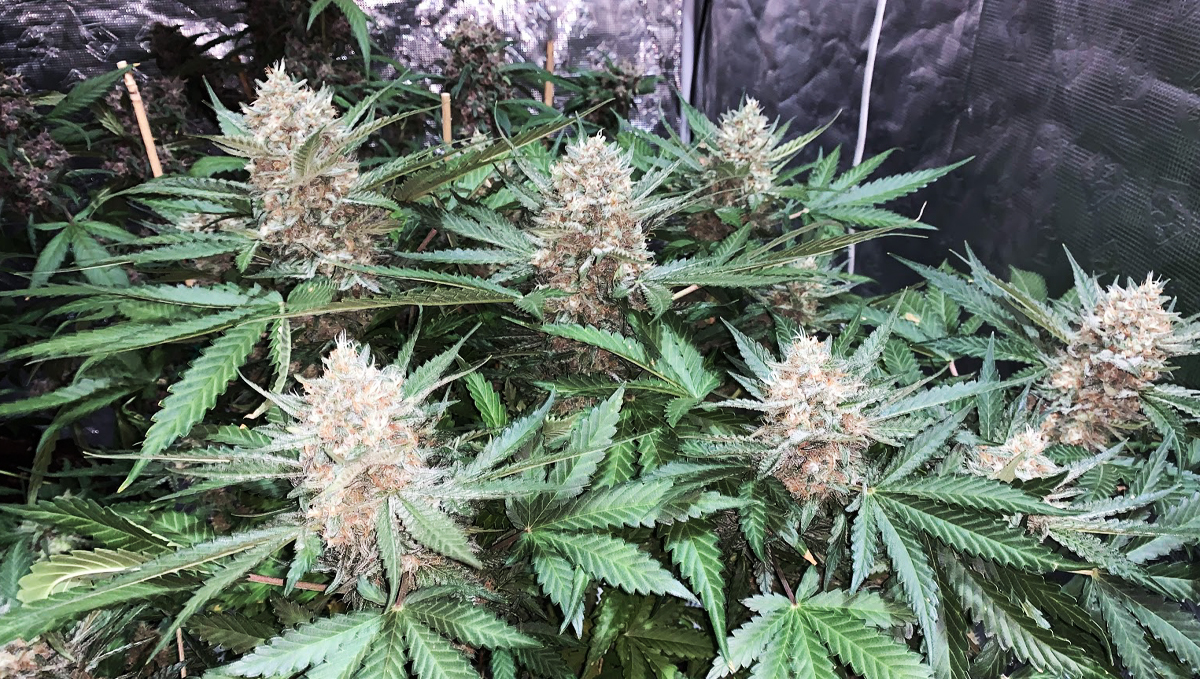 Die Blüte-Phase: Woche 4