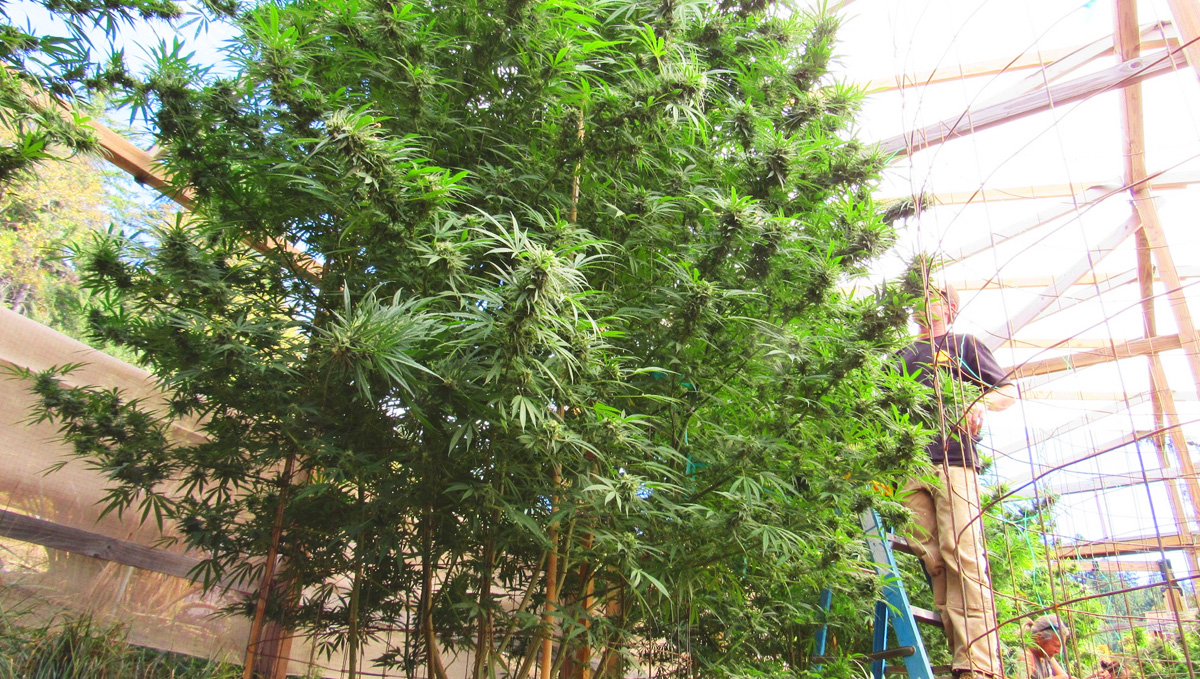 Find out how the world's largest weed plant was cultivated.