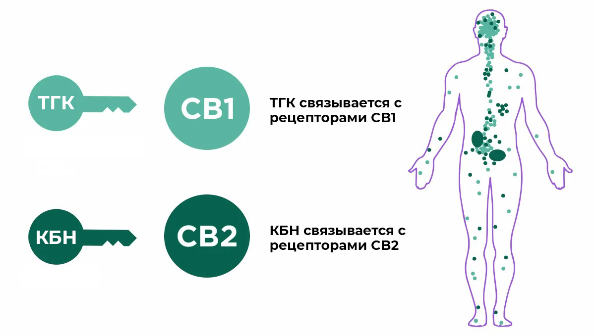 Non-marijuana cannabinoids: cannabinoid receptors