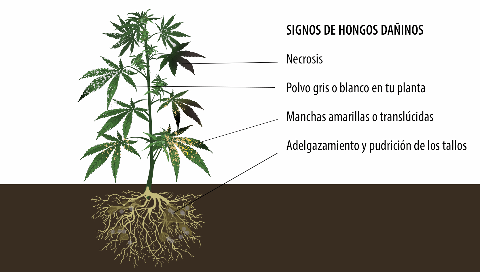  Beneficios de los microorganismos: signos de hongos nocivos.