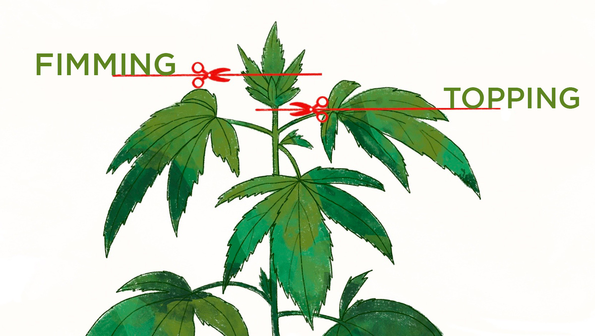 fimming_topping fimming topping