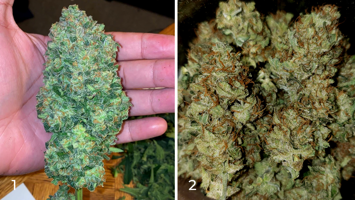 Chemdawg auto guide: harvest Chemdawg auto guide: harvest