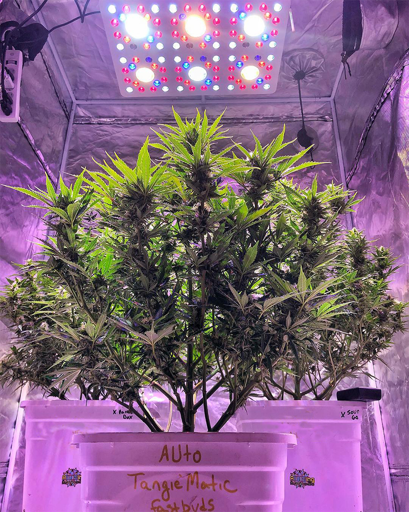 Fast Buds' Tangie'Matic