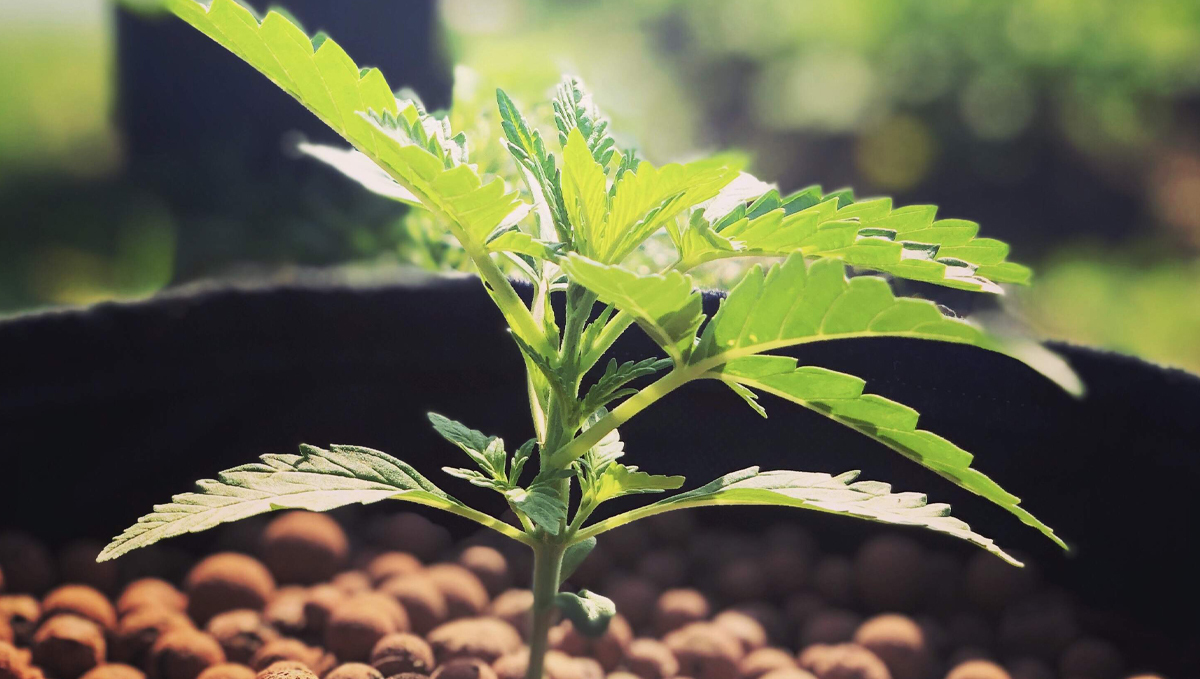 Outdoor cannabis grow in Italy: week 4 of plant growth