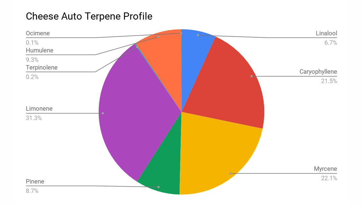 Cheese Auto: terpene profile
