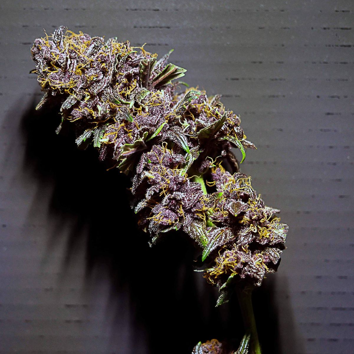 bigdaddykfastbudspurple-lemonade.jpg purplelemonade