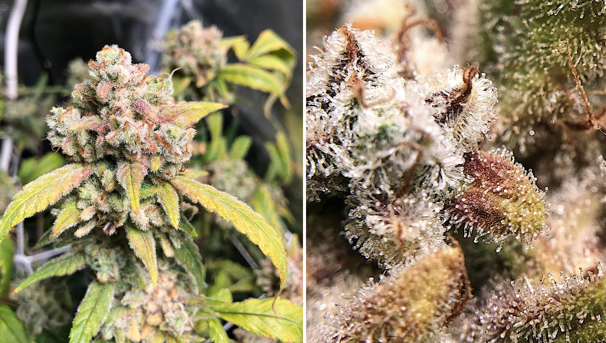 Top 5 highest THC auto: gelato auto Top 5 highest THC auto: gelato auto