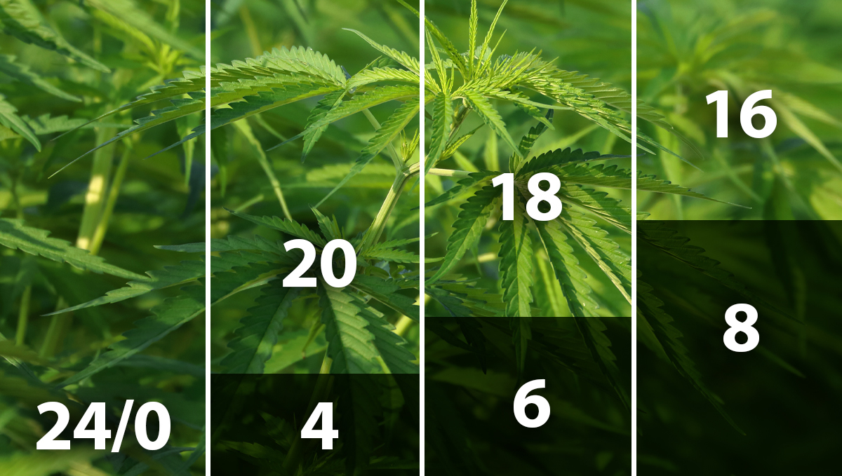 Best light schedule for cannabis in the vegetative stage: light schedules indoors for autos Best light schedule for cannabis in the vegetative stage: light schedules indoors for autos