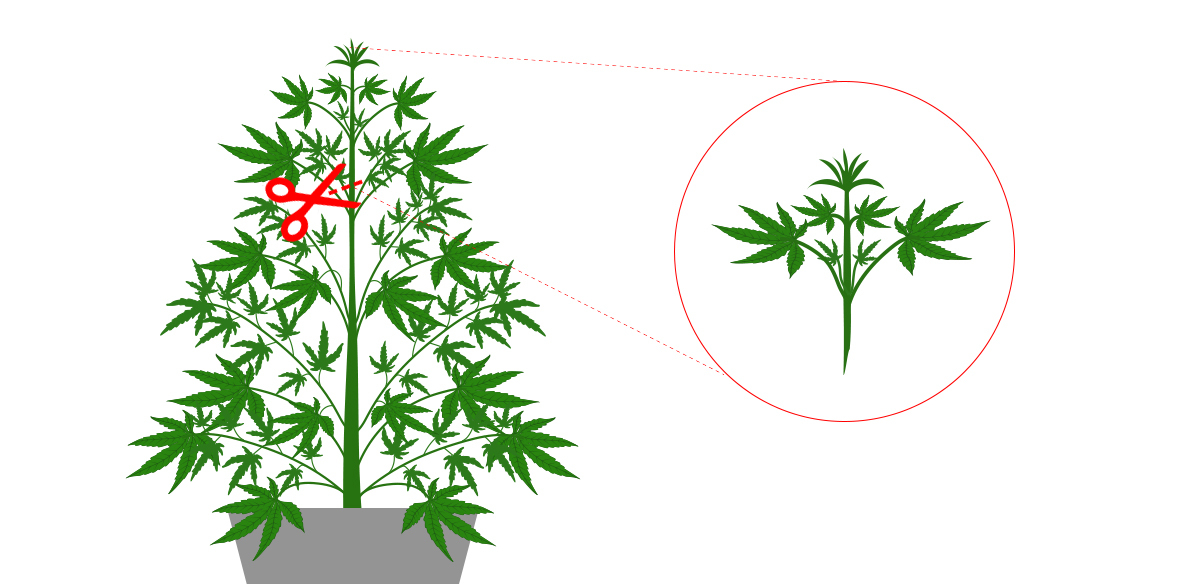 Mother plant care: cuttings