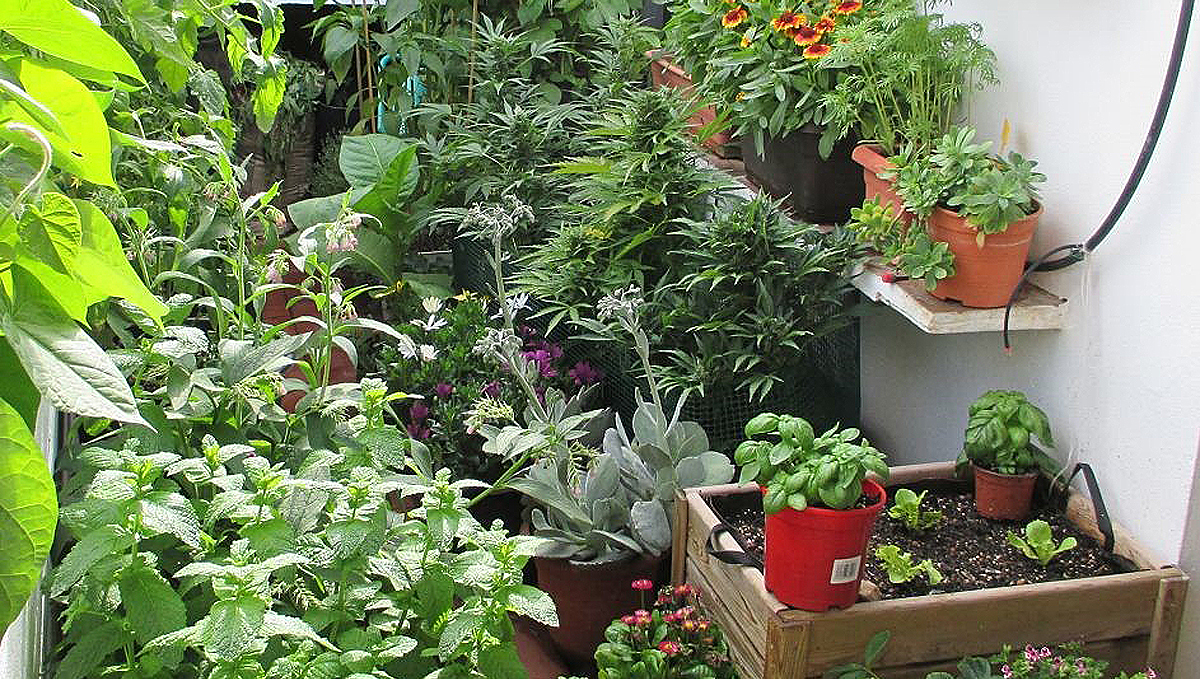 Companion plants for cannabis: companion planting Companion plants for cannabis: companion planting