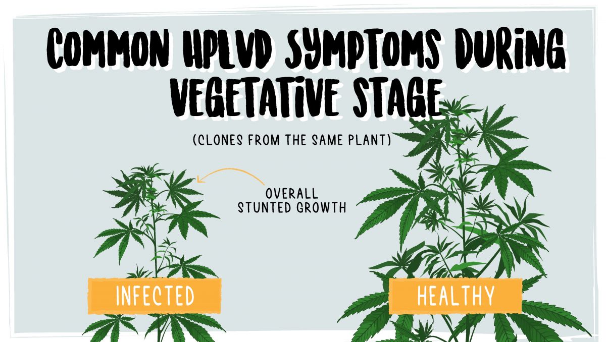 Hop latent viroid: symptoms in the vegetative stage