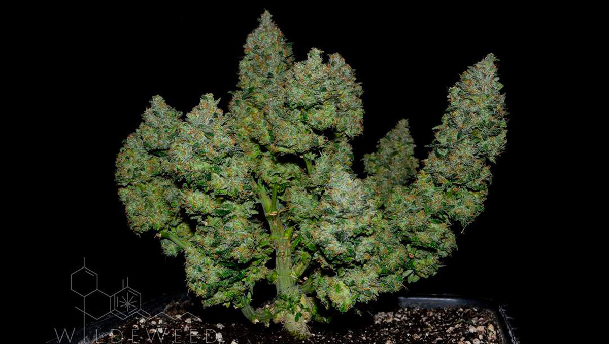 Original Auto BubbleGum