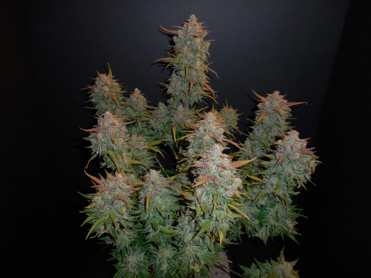 Lemon AK by Philindicus