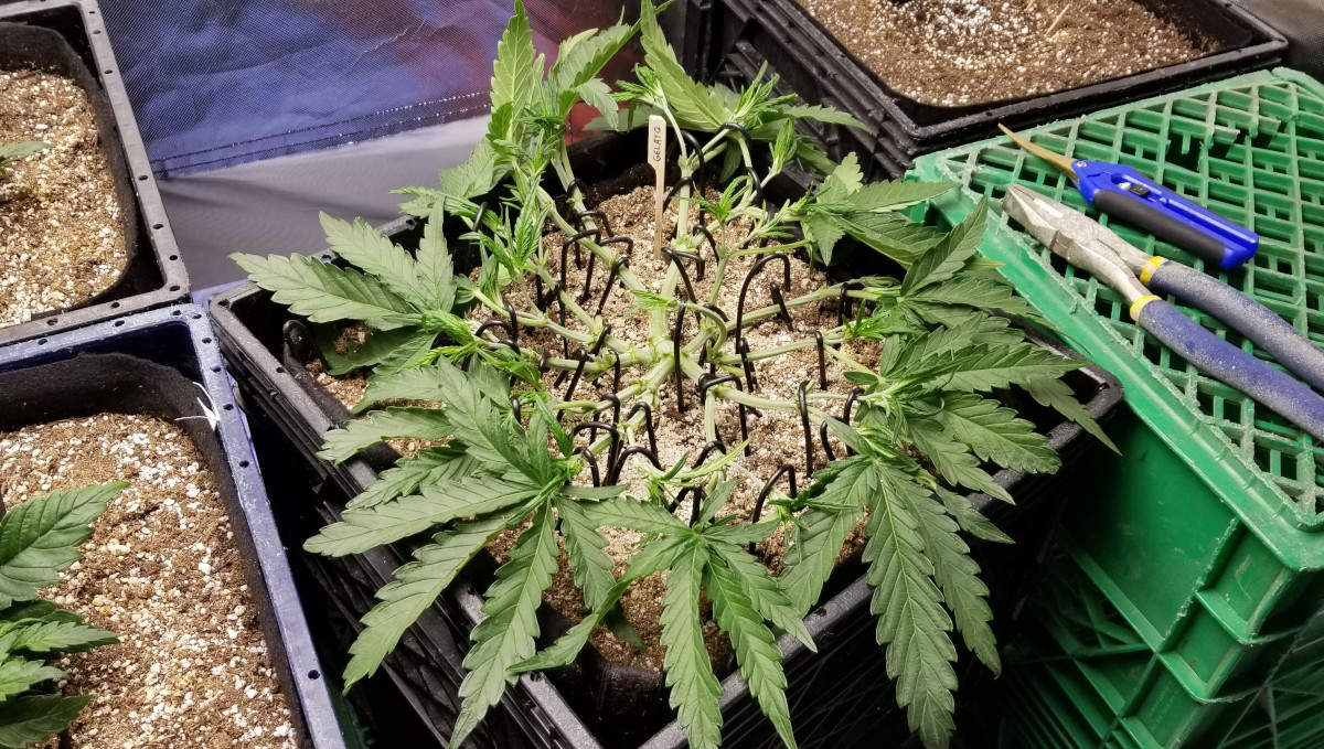 Gelato Auto Cannabis Strain Week-by-Week Guide: An indoor plant mainlined and defoliated Gelato Auto Cannabis Strain Week-by-Week Guide: An indoor plant mainlined and defoliated