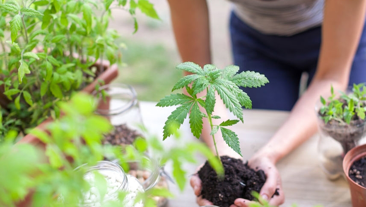 Bio tabs usage guide: step-by-step