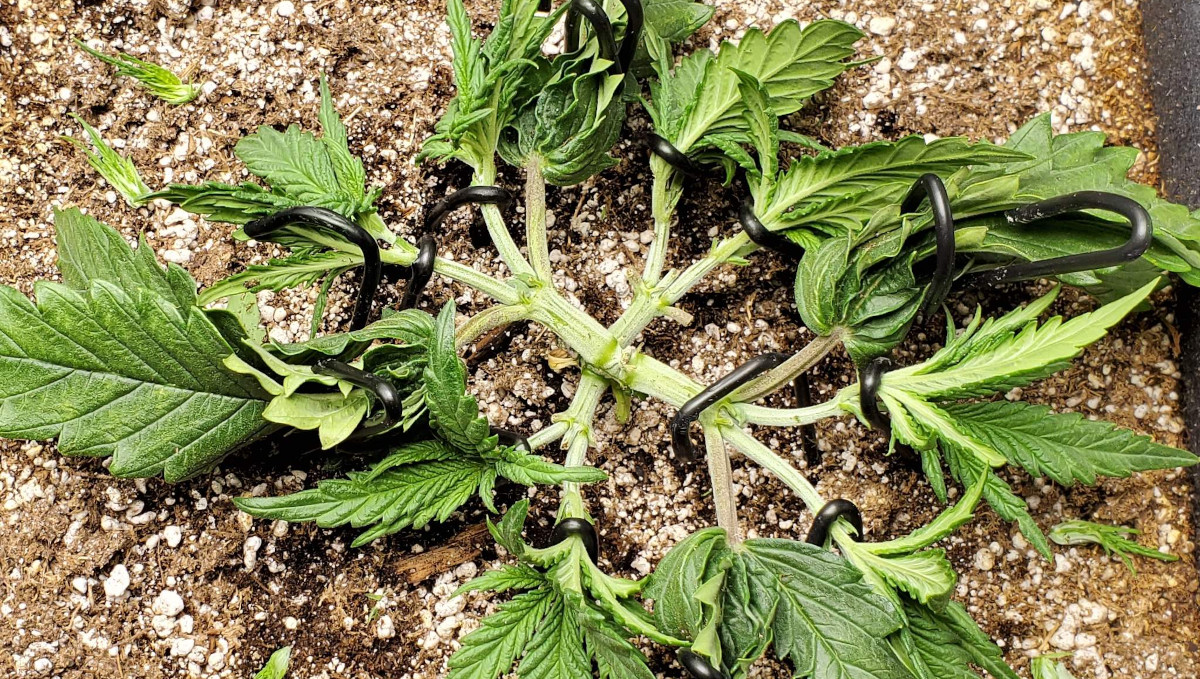 Gelato Auto Cannabis Strain Week-by-Week Guide: A mainlined pot plant spread flat on the surface of the soil Gelato Auto Cannabis Strain Week-by-Week Guide: A mainlined pot plant spread flat on the surface of the soil
