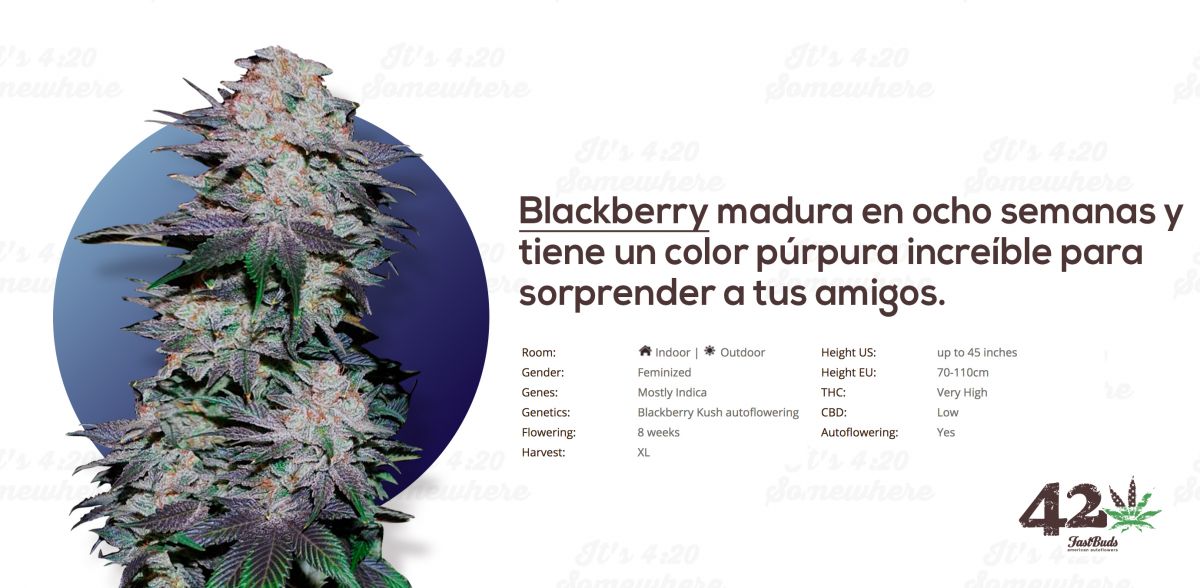 Fast Buds Autoflower Blackberry Kush