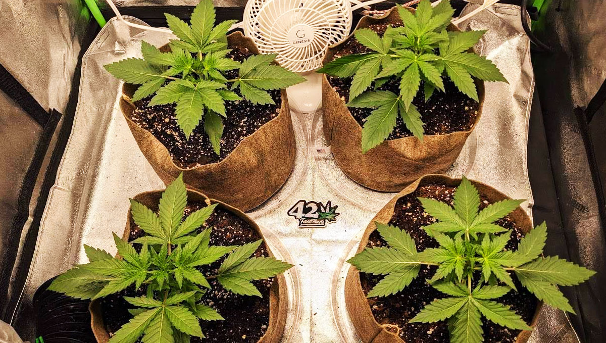 Gorilla Cookies Auto, guía semanal de la variedad: 4 plantas muy guapas Gorilla Cookies Auto, guía semanal de la variedad: 4 plantas muy guapas