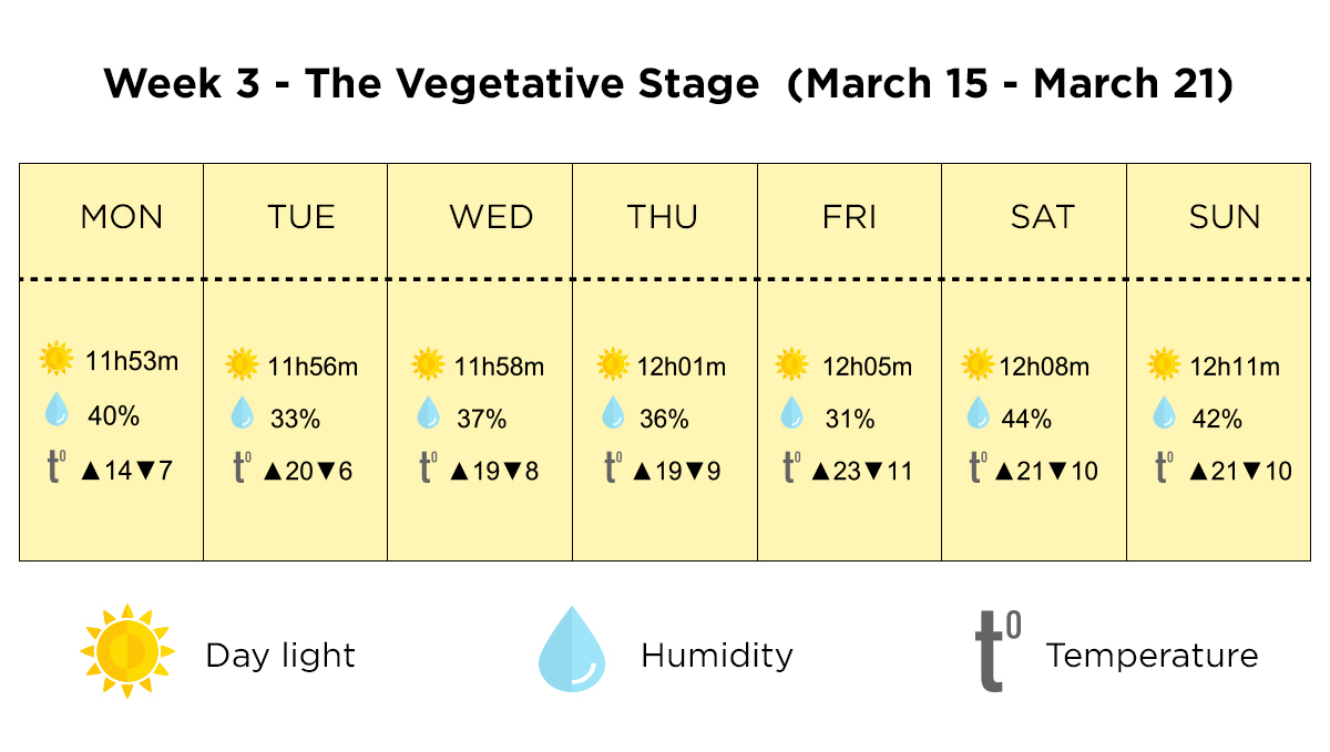 Growing cannabis outdoors in Italy: week 3 of the vegetative stage