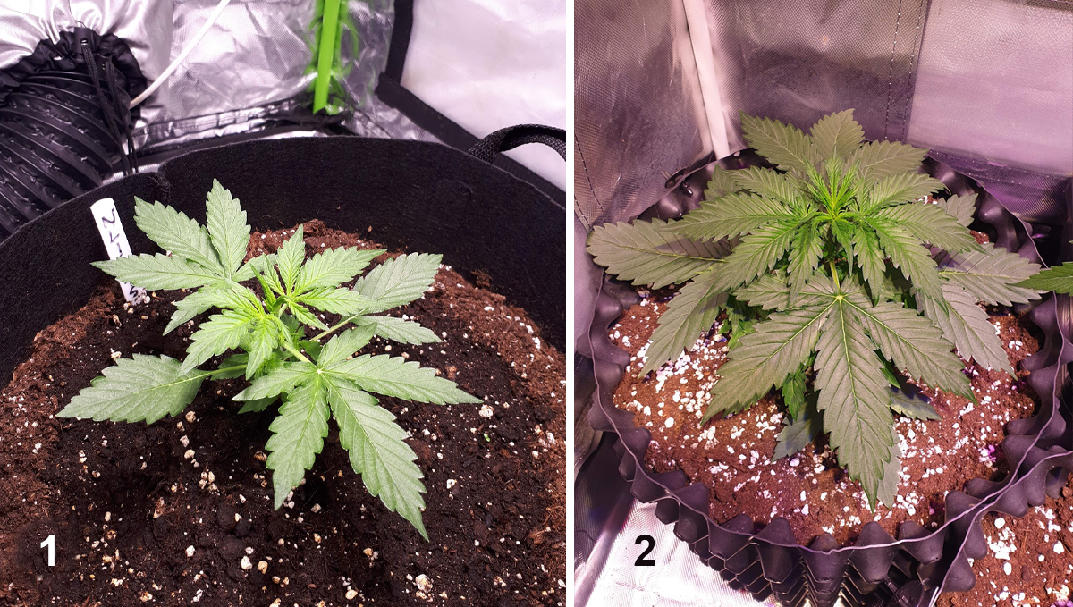 Northern Lights: week 4