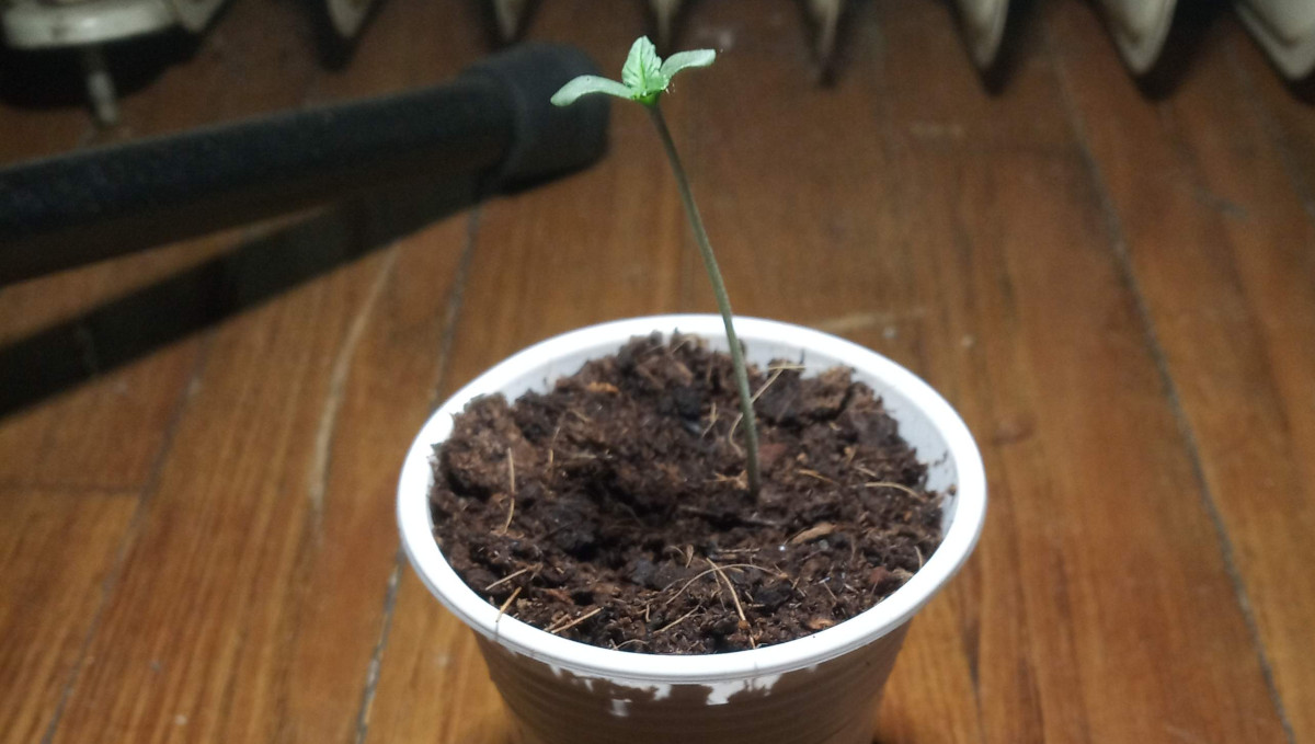 Gelato Auto Cannabis Strain Week-by-Week Guide: A ganja seedling in a solo cup filled with soil Gelato Auto Cannabis Strain Week-by-Week Guide: A ganja seedling in a solo cup filled with soil