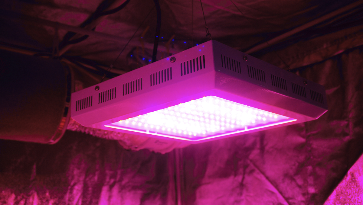 Grow Autoflowers with LEDs: how to grow autos with leds
