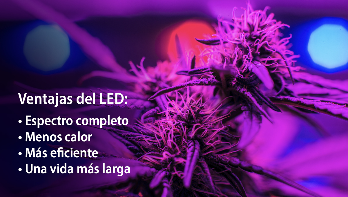 Cultivar autoflorecientes con LED: ventajas