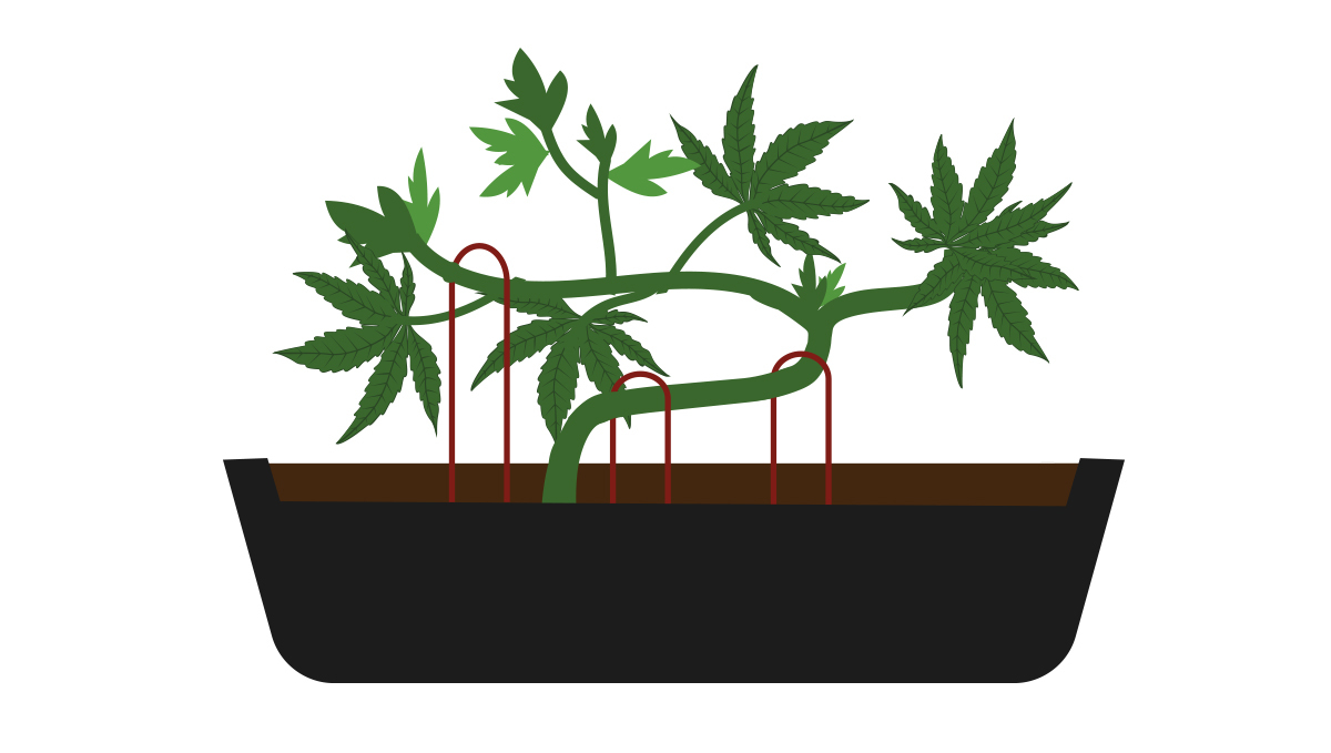 Wie man seinen eigenen Cannabis-Bonsai züchtet: Unterstützung bieten.