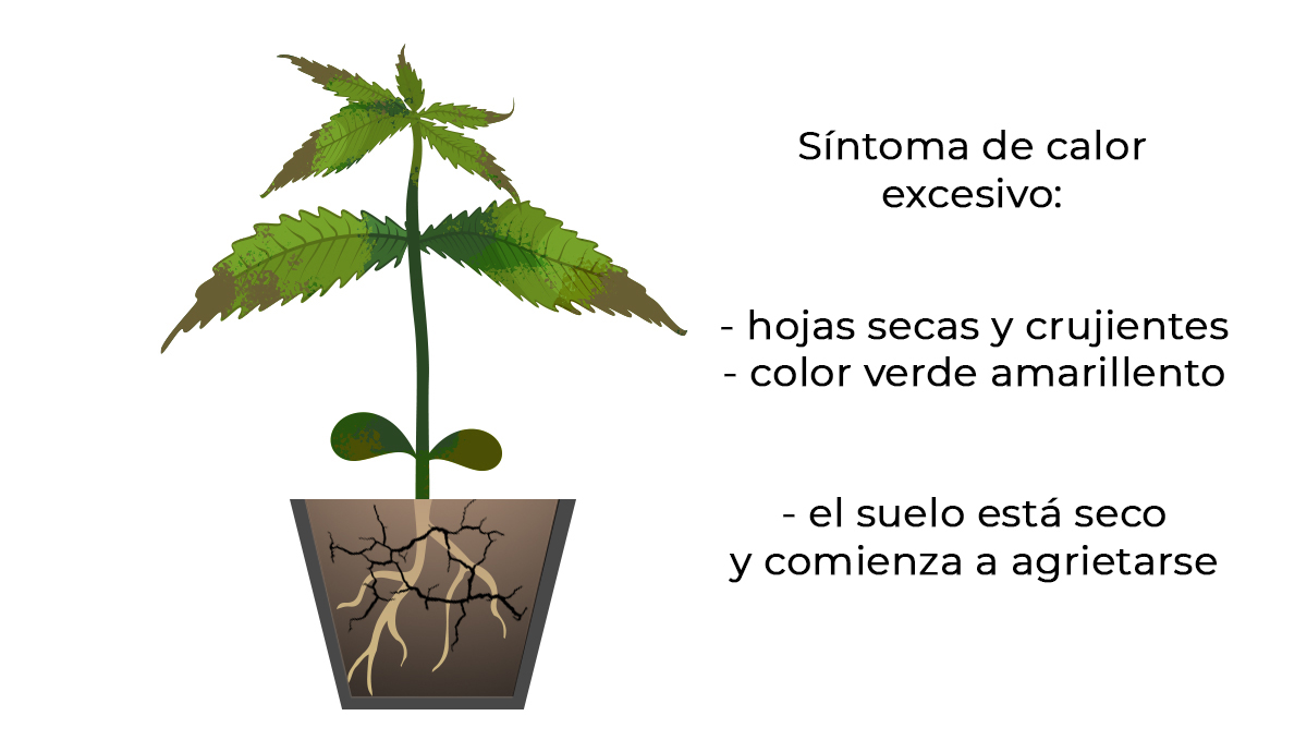 Excessive_heat_es.jpg Problemas comunes de las plántulas de cannabis: calor excesivo
