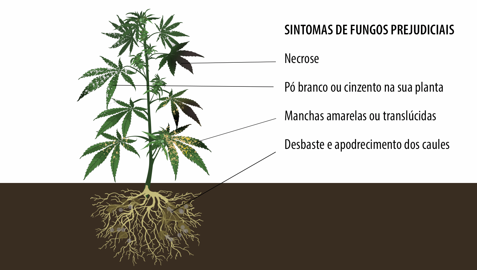Benefícios dos microorganismos: sintomas de fungos prejudiciais