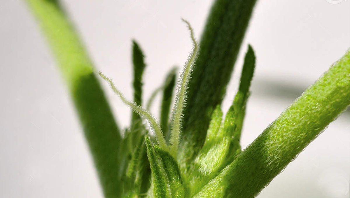 How to tell when autoflower is flowering: stigmas How to tell when autoflower is flowering: stigmas