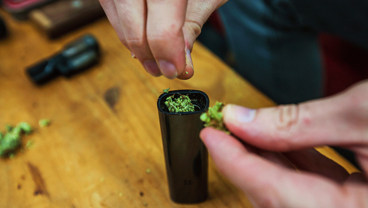 Packing the chamber of a dry herb vape. Packing the chamber of a dry herb vape.