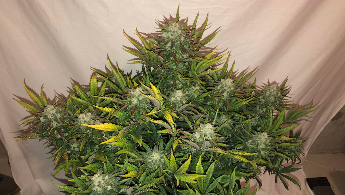 Top 10 strains to grow outdoors: Gorilla Glue Auto