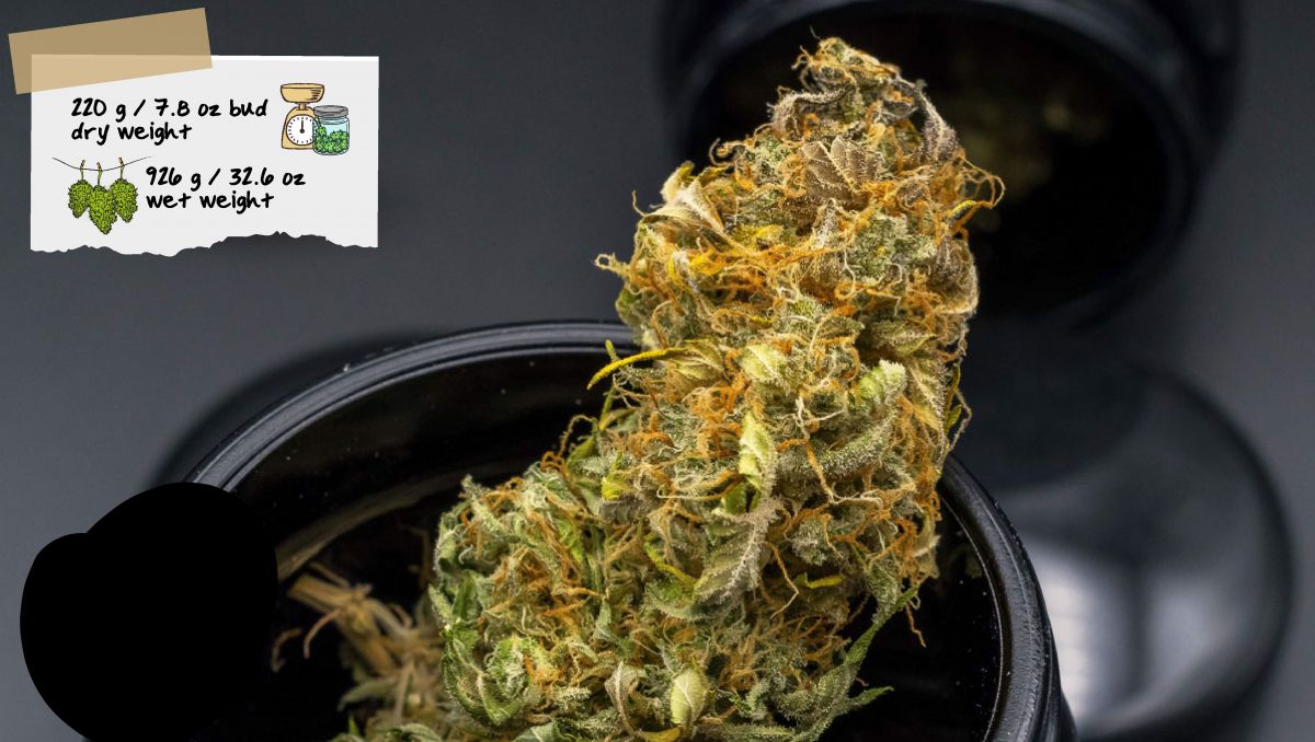 Gorilla Cookies Auto, guía semanal de la variedad: Un cogollo en un grinder Gorilla Cookies Auto, guía semanal de la variedad: Un cogollo en un grinder