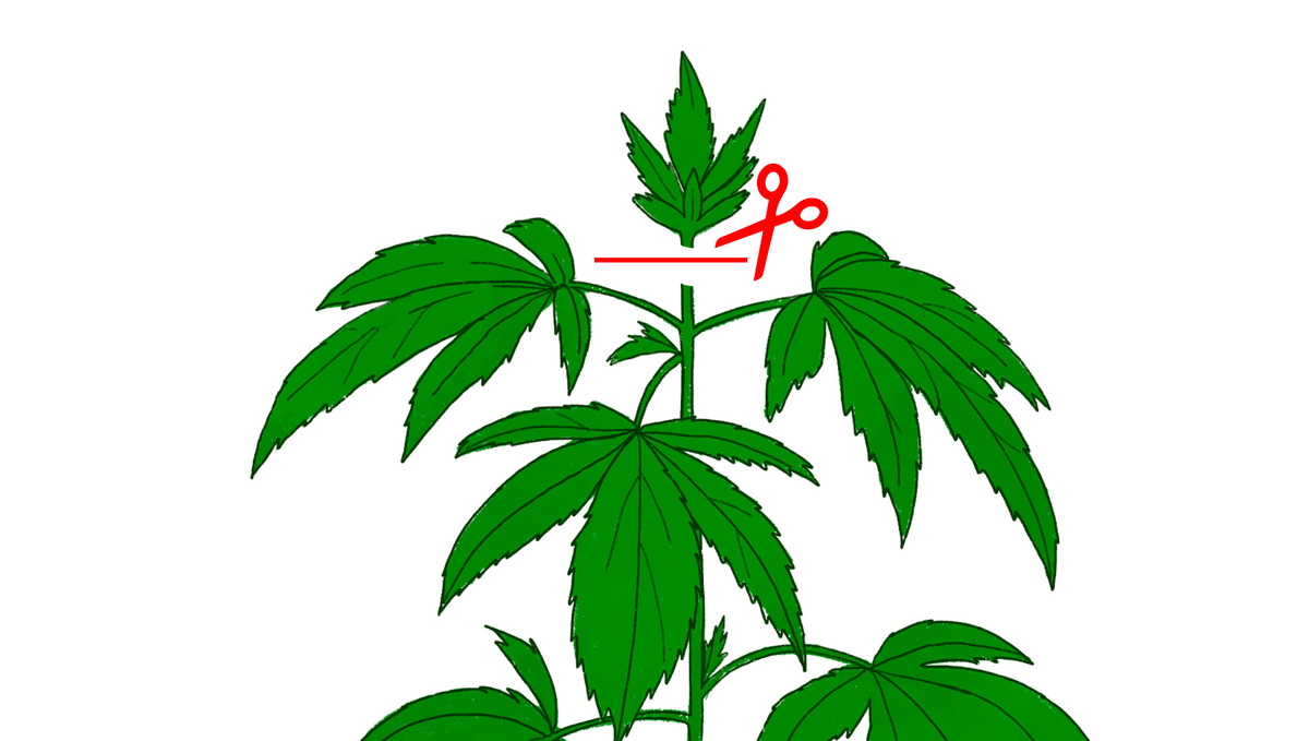 Topping Cannabis plant