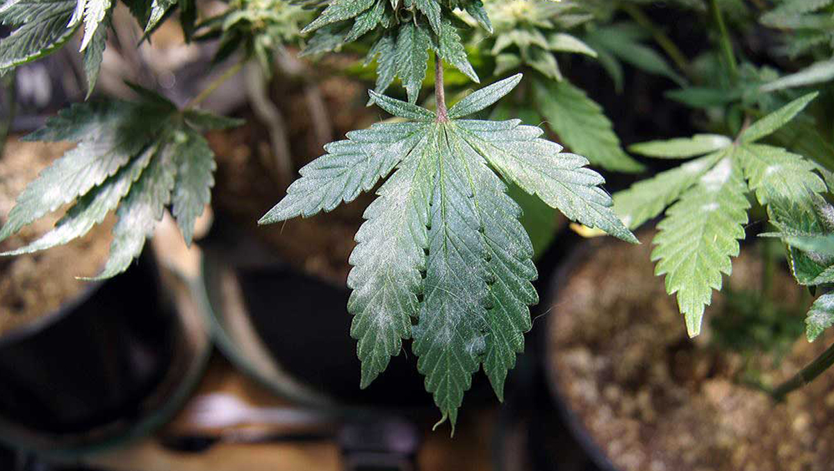 The importance of air circulation: prevent mold The importance of air circulation: prevent mold