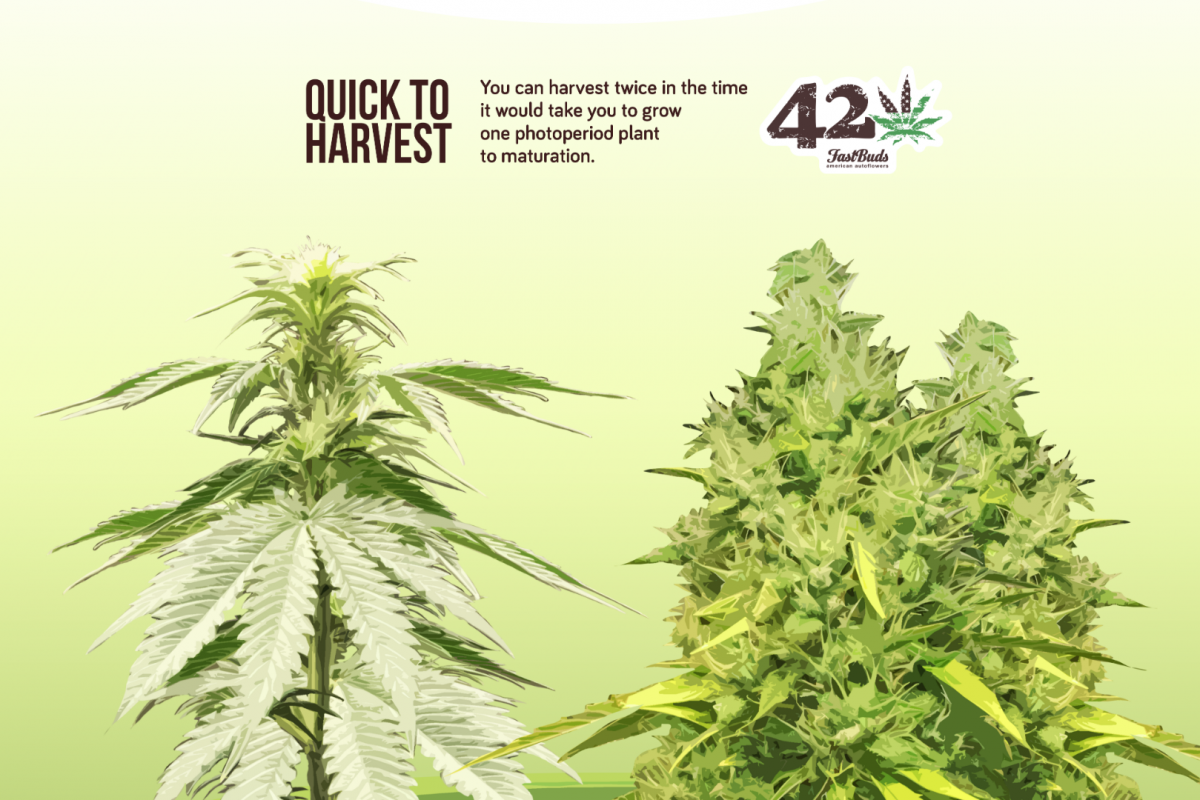 grow-time-photoperiod-versus-autoflowering.png Autoflowering cannabis grows faster than photoperiod cannabis.