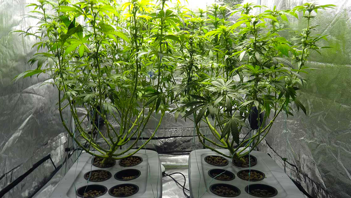 Defoliation in the vegetative stage