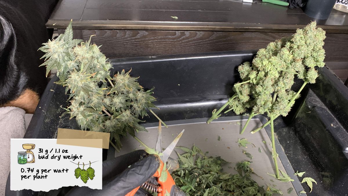 Orange Sherbet Auto Cannabis Strain Week-by-Week Guide: Branches of an autoflower in the process of trimming