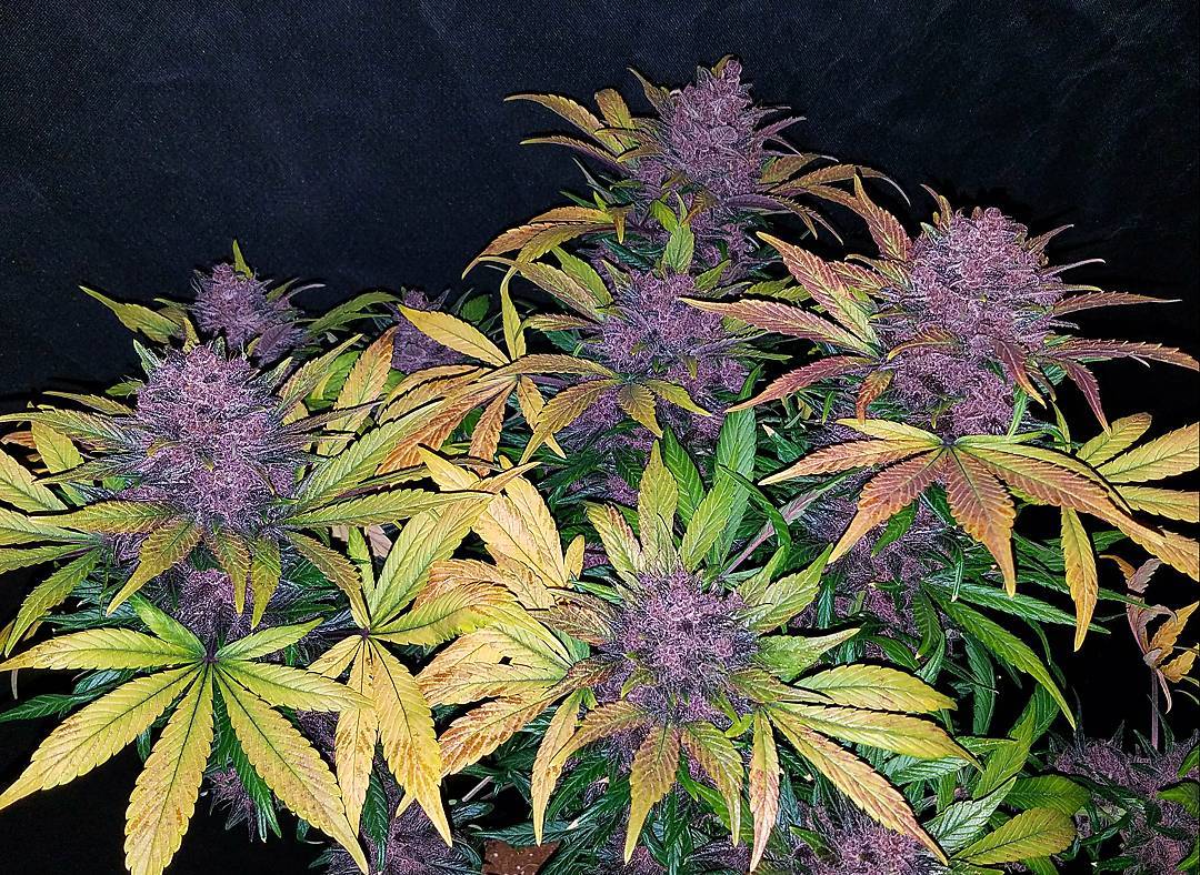 @bangdangbuds blackberry.jpg Fast Buds' Autoflower Blackberry Kush