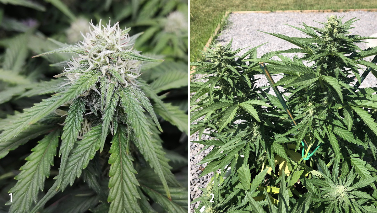 Amnesia Haze Auto: week 8