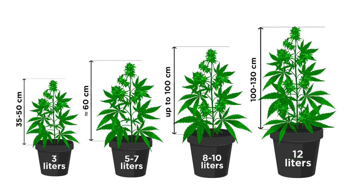 How many autoflowers in a square meter: Plant size based on pot size