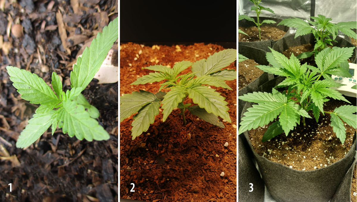 Amnesia Haze Auto: week 3