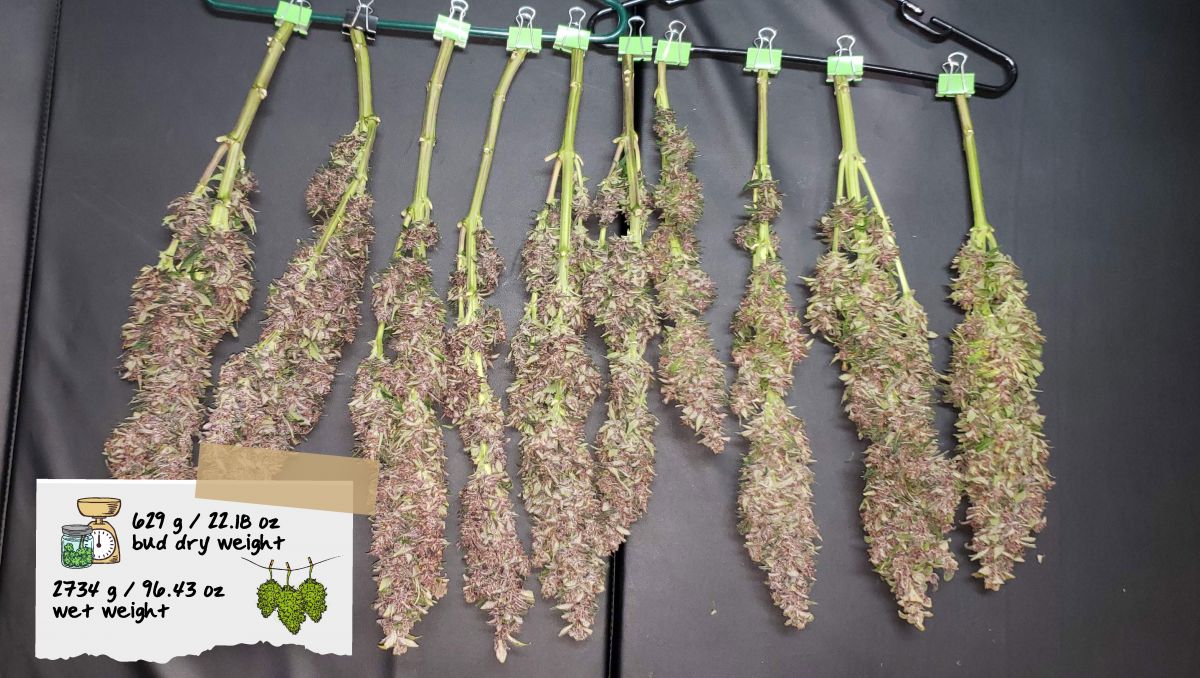 Strawberry Pie Auto Cannabis Strain Week-by-Week Guide: A row of elongated purple colas hanged upside down to dry