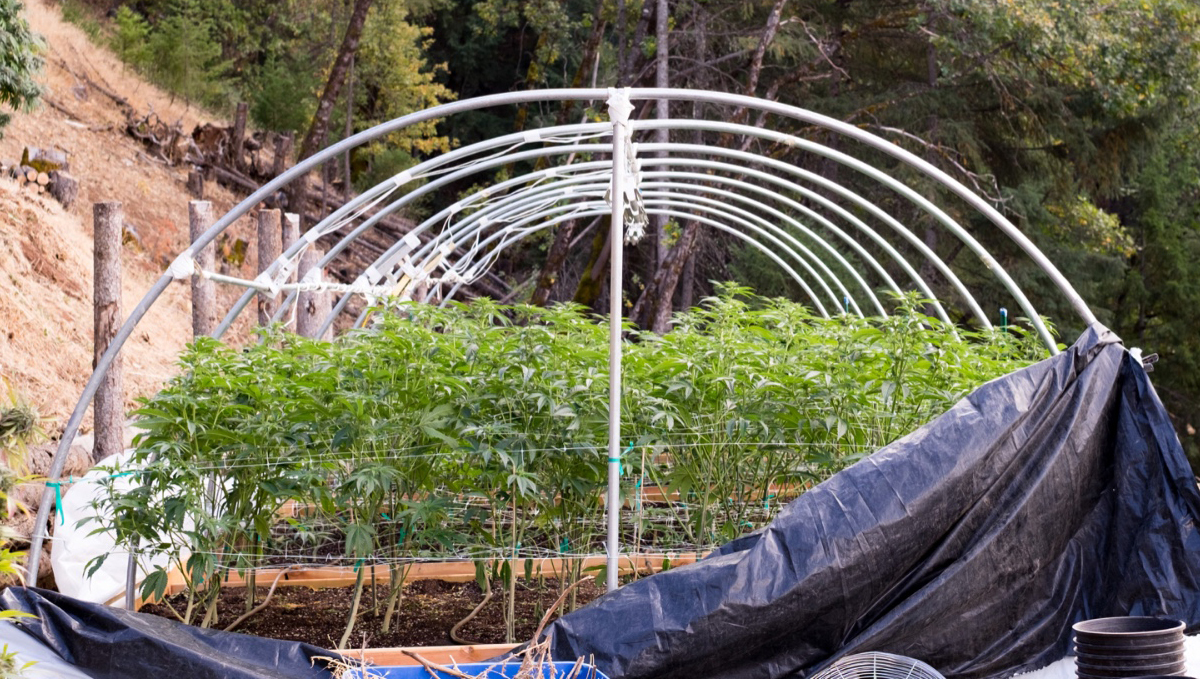 Light deprivation: first harvest