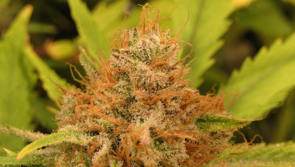 How to harvest autoflowers: The pistil technique 