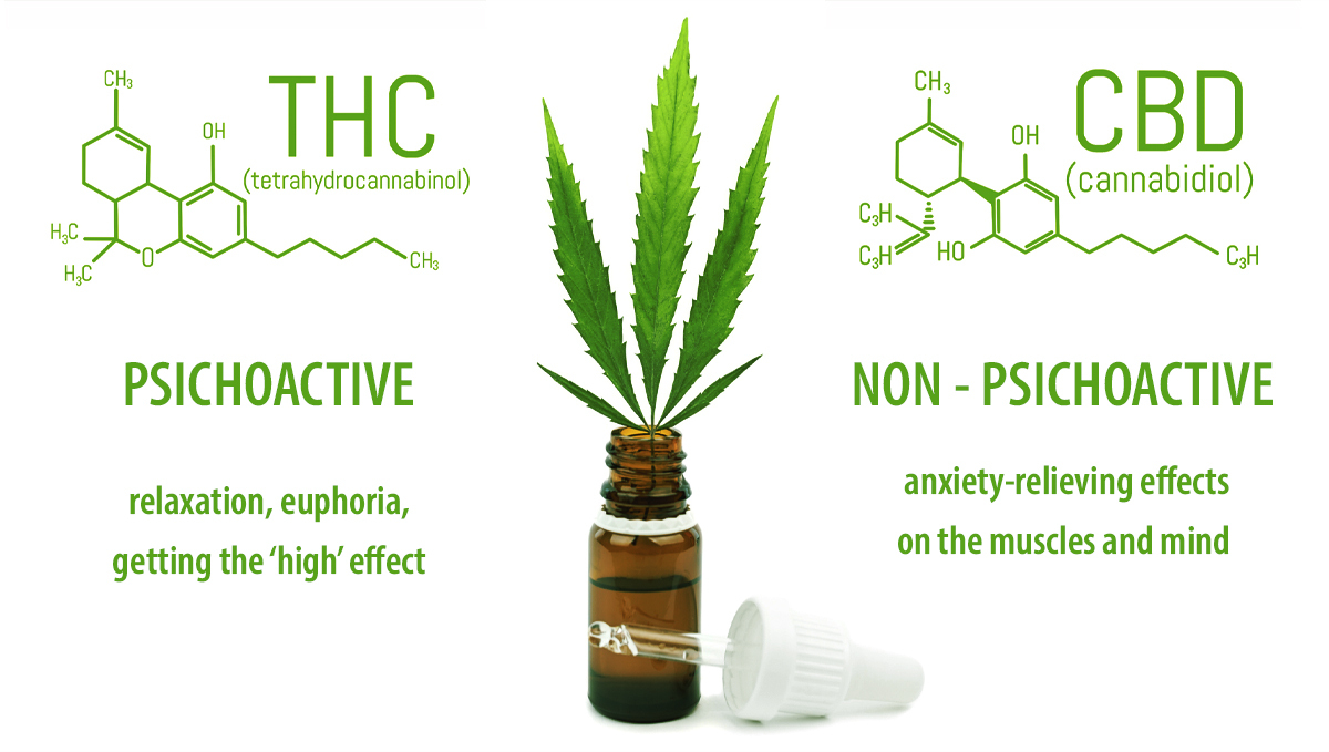 Effects of CBD vs THC Effects of CBD vs THC