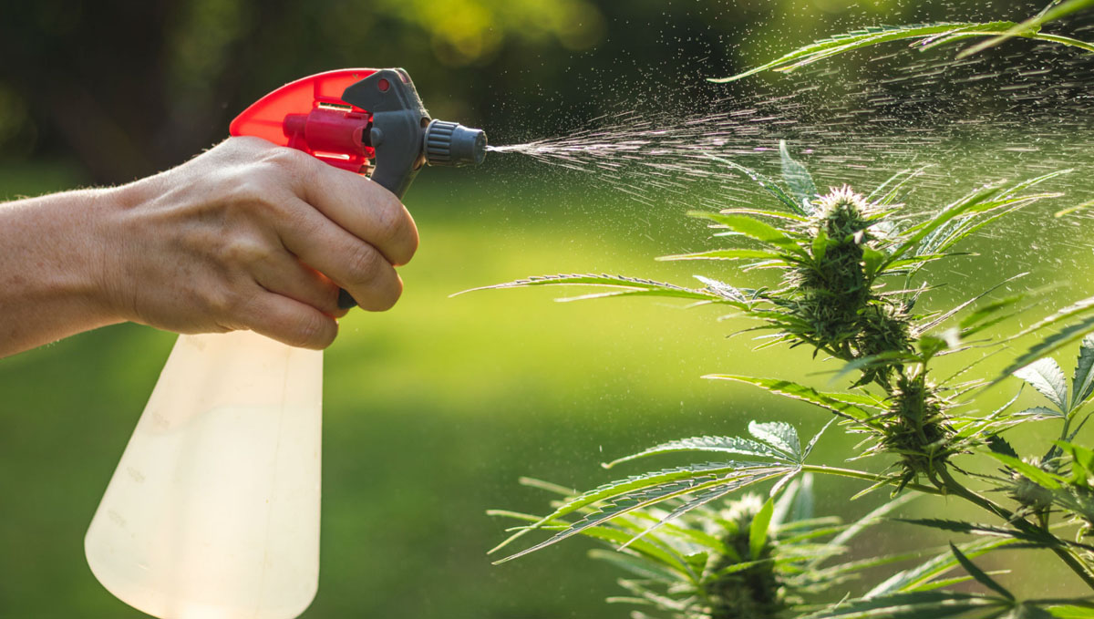 Spray homemade or bought pesticides to get rid of caterpillars! Spray homemade or bought pesticides to get rid of caterpillars!