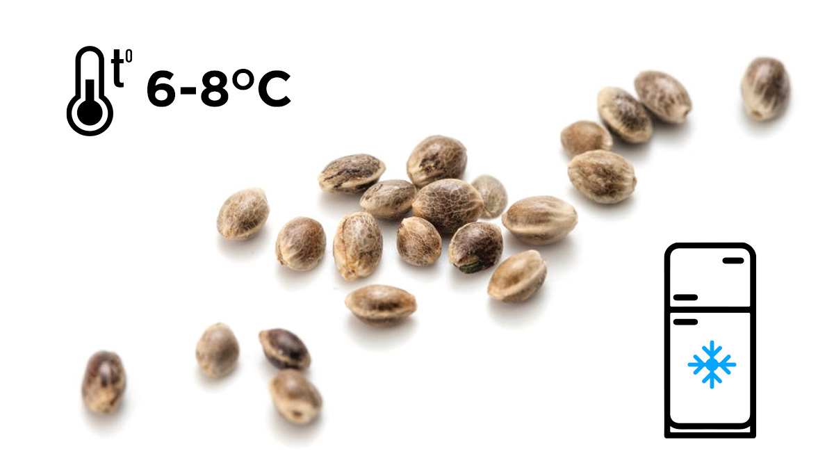 Best temperature to store cannabis seeds